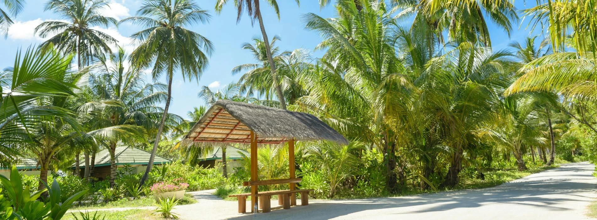 Bench surrounded by palm trees