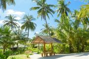 Bench surrounded by palm trees;Photo credit: Pexels, Asad Photo Maldives